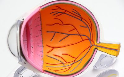 Understanding Optic Nerve Swelling
